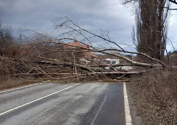 Силният вятър повали голямо дърво върху пътя за ГКПП "Гюешево"