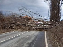 Силният вятър повали голямо дърво върху пътя за ГКПП "Гюешево"