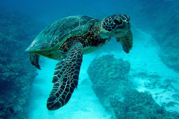 Властите на индонезийския остров Бали спасиха от бракониери 43 костенурки