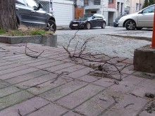 Десетки паднали дървета и клони има заради силния вятър в страната