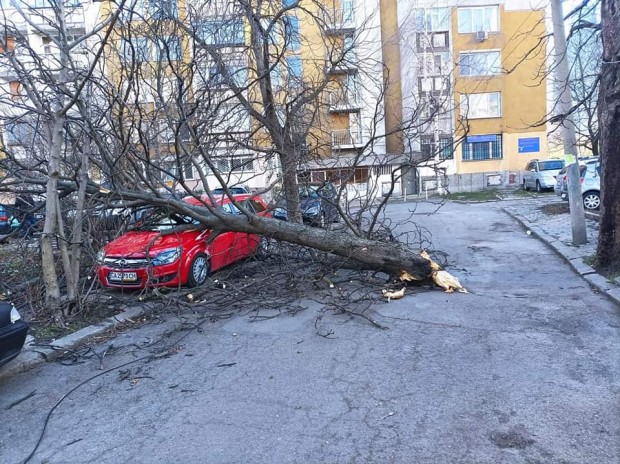 Силният вятър в София събори много дървета Едно от тях