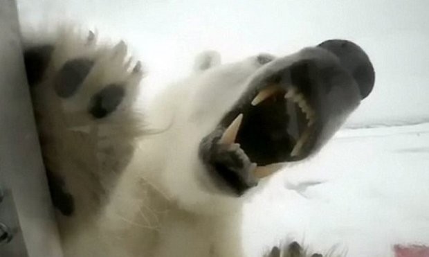 Бяла мечка уби жена и момче в Аляска съобщи Би Би Си