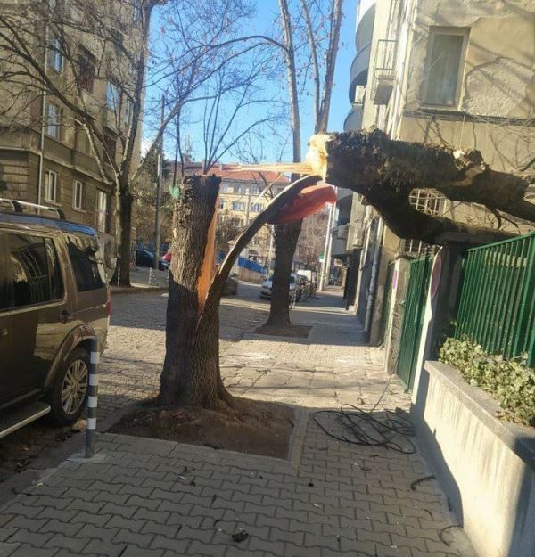 3 сигнала за паднали дървета в София са постъпили в Столична община тази сутрин