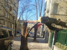 3 сигнала за паднали дървета в София са постъпили в Столична община тази сутрин