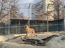 Продължава набирането на доброволци за Зоопарка във Варна