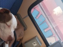 Пловдивчанка качи кучето си в градския транспорт, взриви мрежата