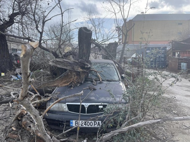 Паднало дърво и клоните му затрупаха автомобил във Варна, видя Varna24.bg. Инцидентът