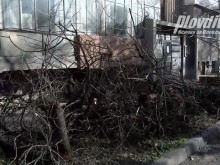 Едно от децата, пострадали от паднало дърво, е със счупен гръбначен стълб