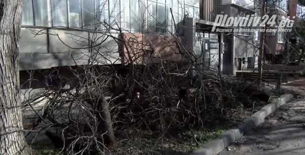 Едно от децата пострадали от падналото дърво в Пловдив за