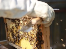 Предстои протест в Бургас заради затворена странджанска пчеларска ферма