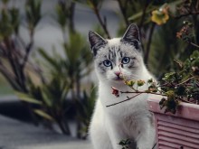 ��� ������� ������ "������", ������� �������� ����