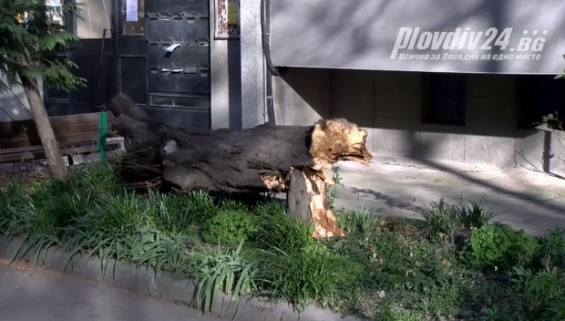</TD
>Едното от момичетата, което пострада от паднало дърво в Пловдив