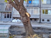 Кметът на "Източен" в Пловдив за инцидента: Дървото е съборено от силен порив на вятъра