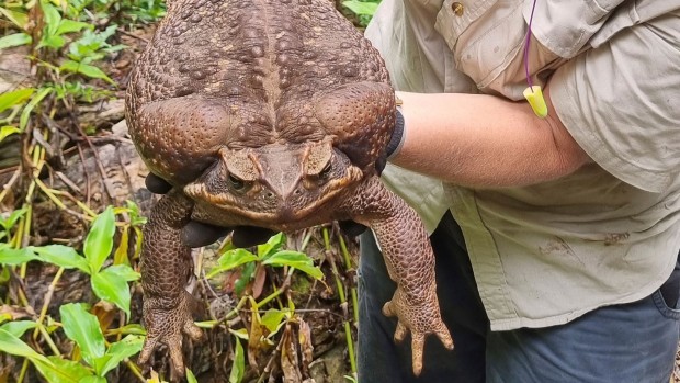 В Австралия откриха рекордно голяма жаба
