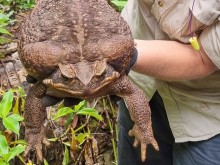 В Австралия откриха рекордно голяма жаба