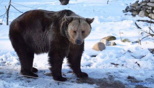 Необичайно топлото време събуди мечките в Карпатите