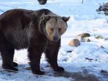 Необичайно топлото време събуди мечките в Карпатите