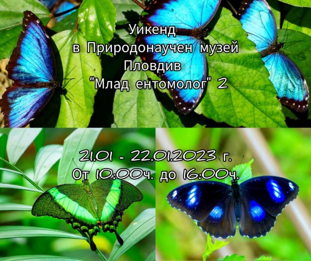 Природонаучният музей в Пловдив показва как се препарират насекоми