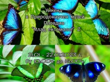 Природонаучният музей в Пловдив показва как се препарират насекоми