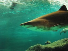 Няколко плажа в Сидни бяха затворени заради акули
