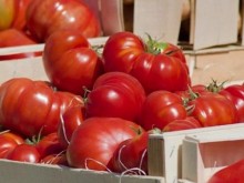 Търговец: Близо 40% от доматите, които продавам, са турски