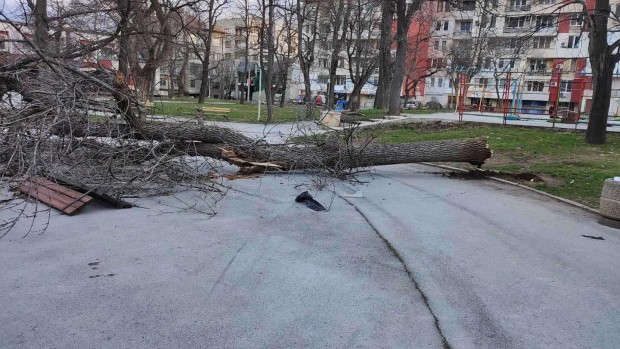 Над 20 са подадените заявления за обезщетяване след ураганния вятър във Враца