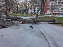 Над 20 са подадените заявления за обезщетяване след ураганния вятър във Враца