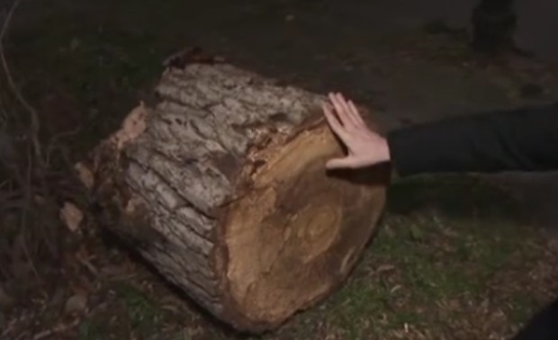 Голямо дърво падна върху детска площадка в София За щастие няма пострадали