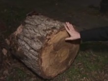 Голямо дърво падна върху детска площадка в София