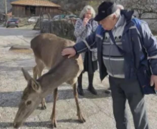 Кошута, която яде вафли, стана хит в родопско село