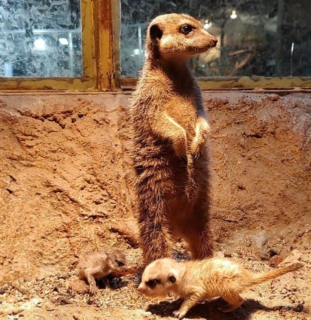 Бебета сурикати са се родили в Зоологическата градина в София