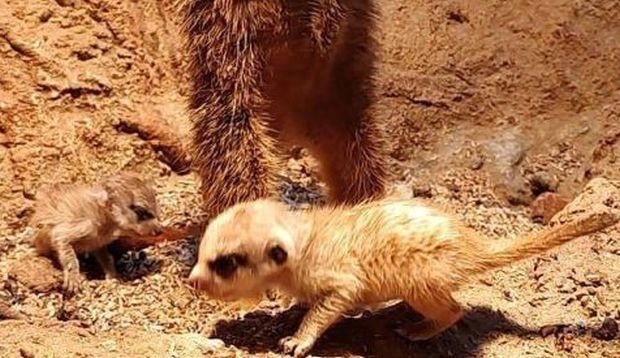 Бебета сурикати са се родили в Зоологическата градина в София