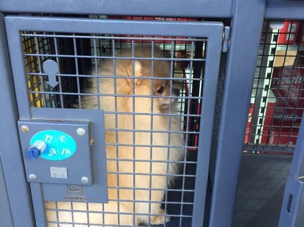 Куче е било заключено в сейфа за багаж на един