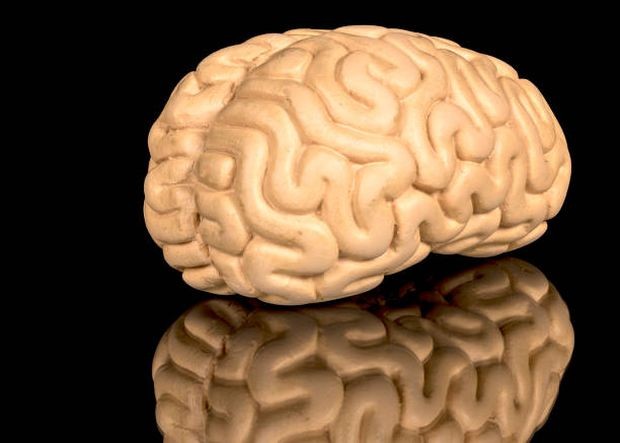 Гънките на човешкия мозък се разпознават веднага: извиващите се ръбове