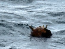Военнослужещи от ВМС унищожиха плаваща мина в Черно море