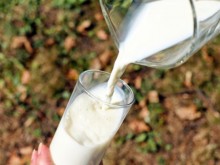 Цената на суровото мляко в България се е вдигнала с 37% от месец август