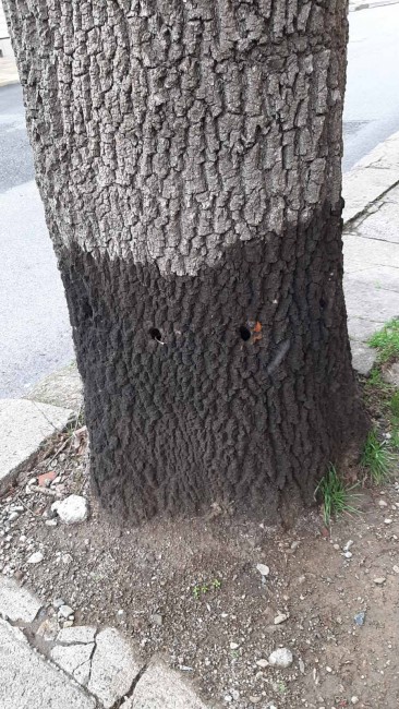 Вандали увредиха дърво на 60 години на ул. "Оборище" в Сливен