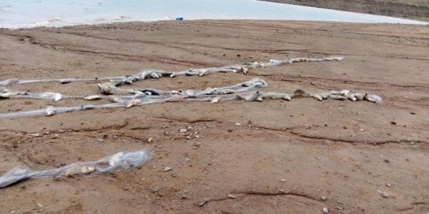 ИАРА: 7 любители риболовци са заловени с голямо количество риба в Старозагорско