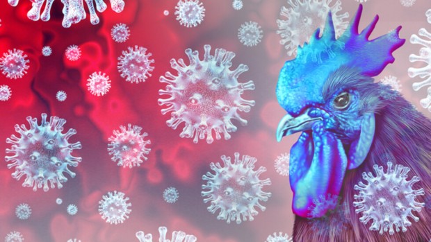 Откриха огнище на птичи грип в Етрополе Заразата е плъзнала