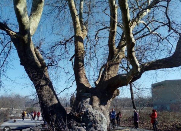 Вековният чинар от Варна е големият победител в конкурса Дърво
