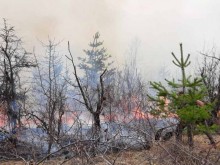 Над 100 пожара са възникнали в държавните гори на територията на СЗДП