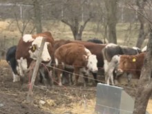 Кравеферма беше изпепелена от пламъци