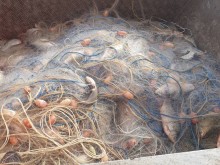 Животните от бургаския зоопарк ще ядат риба, дарена от ИАРА