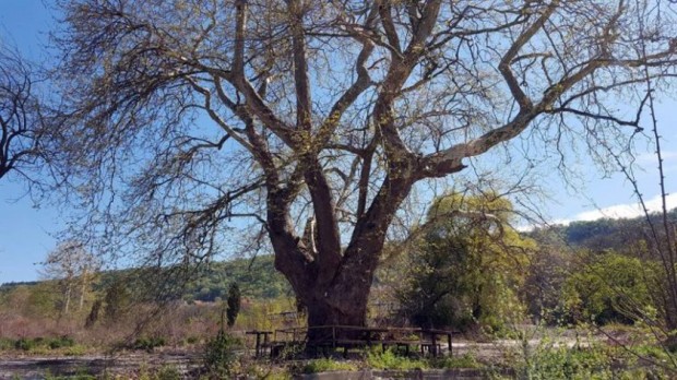 Най старото дърво във Варна се включи в надпревара за Европейско