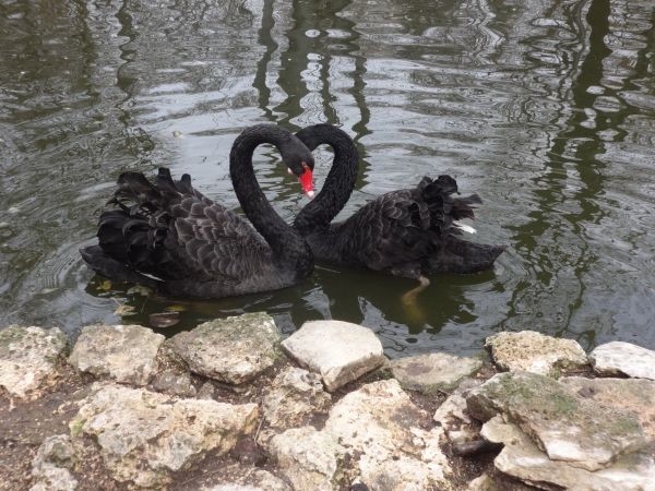 Варненският зоопарк търси най красивата двойка животни за Св Валентин Здравейте приятели