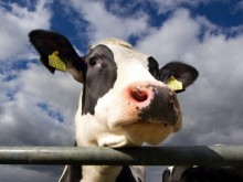 Откриха единичен случай на "луда крава" в нидерландска ферма