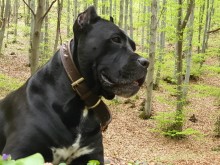 ���� ����� ������ ����, ������������ � � �������