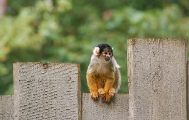 Дванадесет катеричи маймуни бяха откраднати от зоопарк в Луизиана през