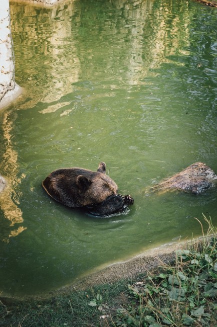 Мечките Берна и Коце в зооцентъра в Добрич са включени в международно изследване