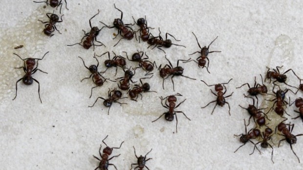 Мравките са толкова много че няма как човек да не